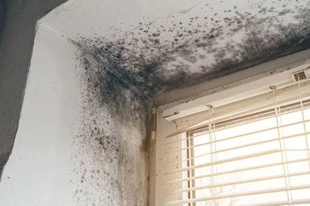 Affordable Mold Remediation solutions in Bear Lake, MI