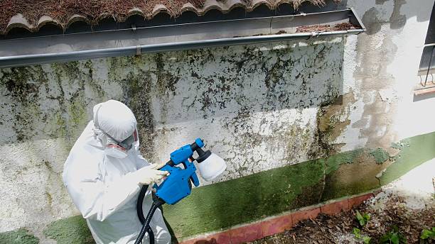 Top rated local Mold Remediation specialists in Bear Lake, MI